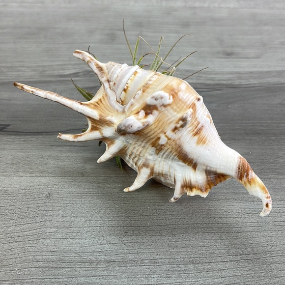 🔆AIR PLANT BUDDY🔆 WITH REAL SEA SHELL HAND MADE AND UNIQUE - Picture 15 of 16